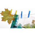 Wholesale Colorful Plastic Clothes Clothespins